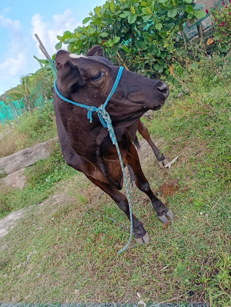 Vendo vaca de leite mansar  - Foto 3