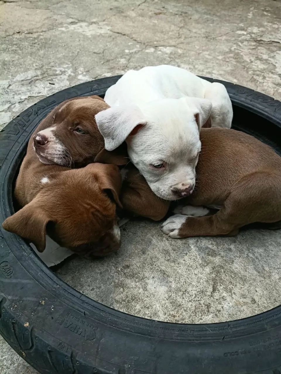 Pitbull american terrier  - Foto 2