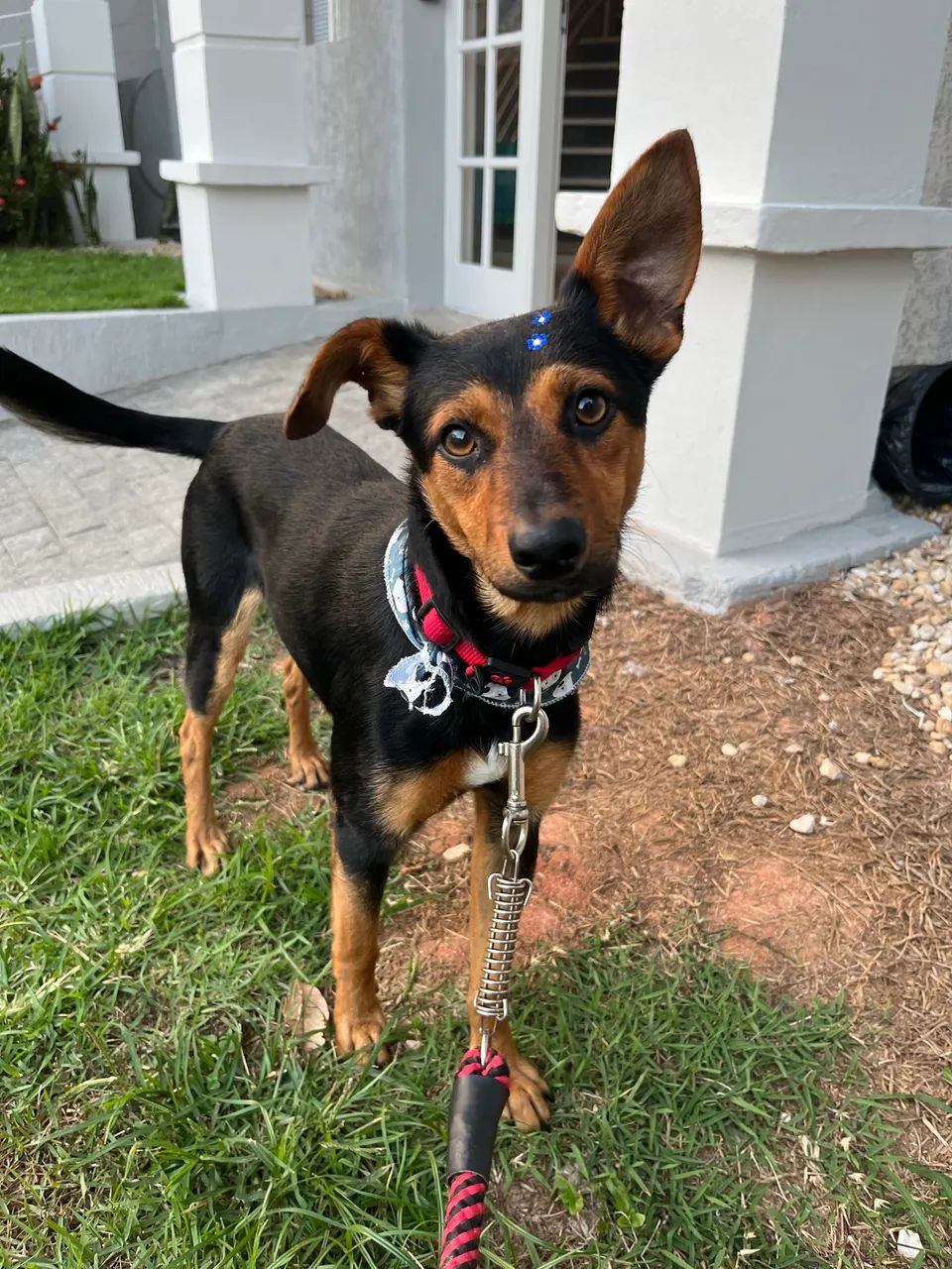 Cãozinho a procura de um lar! - Foto 2