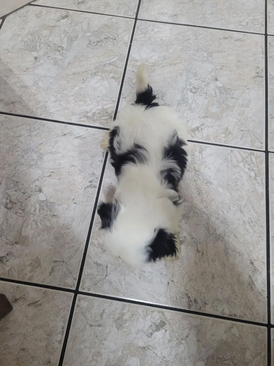 Shitzu branco e preto  - Foto 2