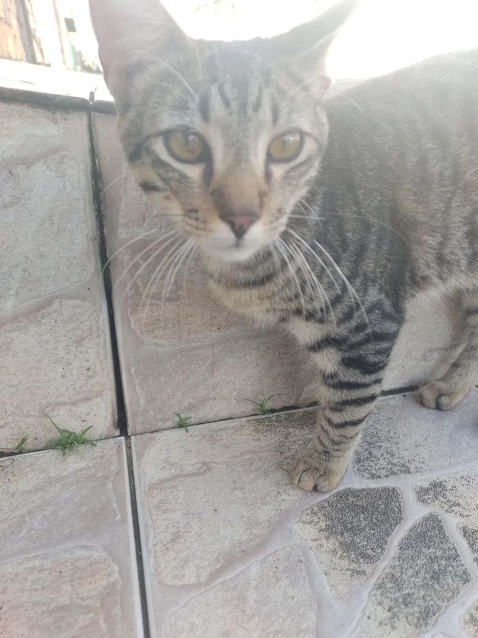 Doação de gato - Foto 5