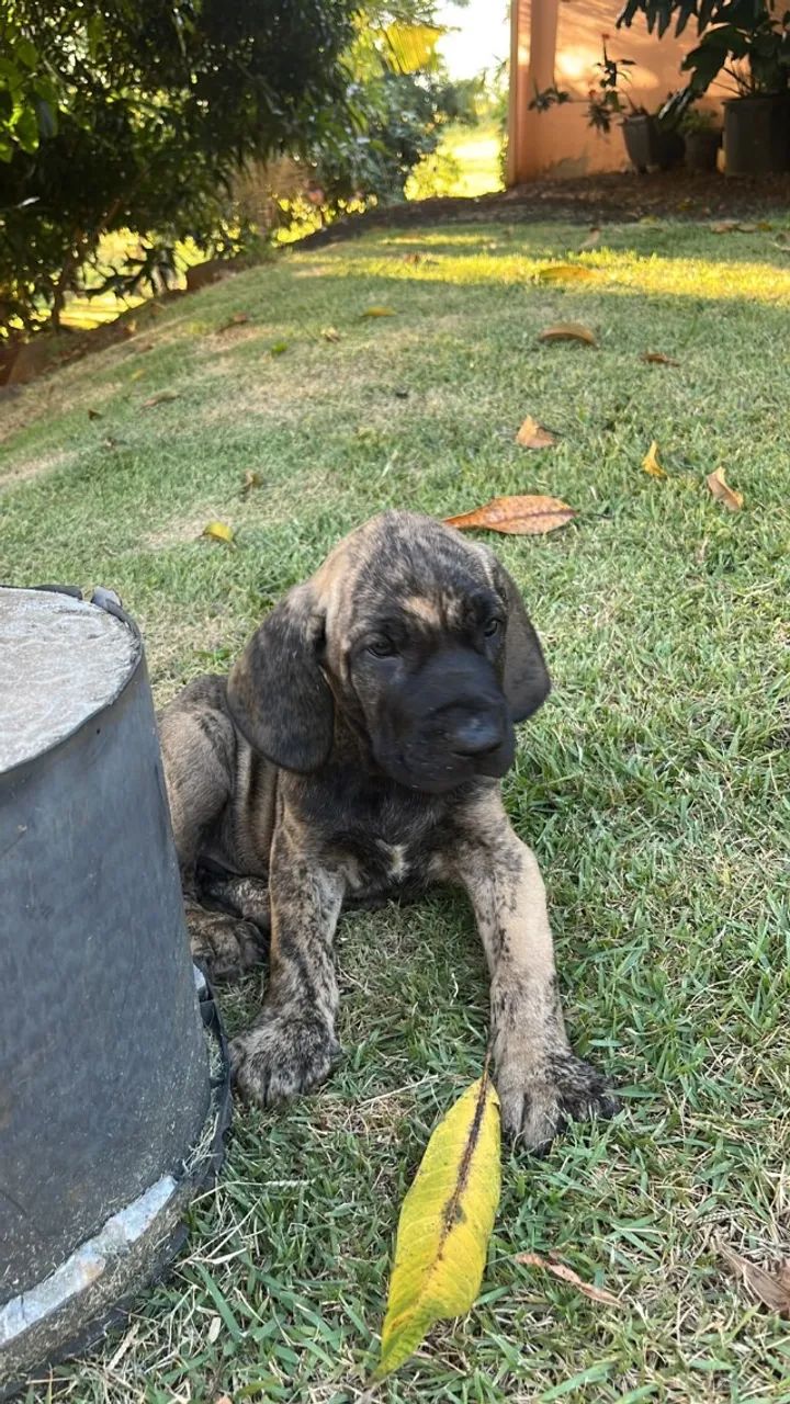 fila brasileiro - Foto 4