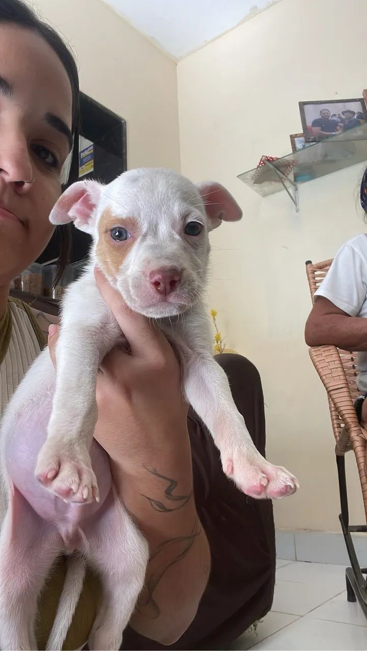 Pitbull filhote  - Foto 3