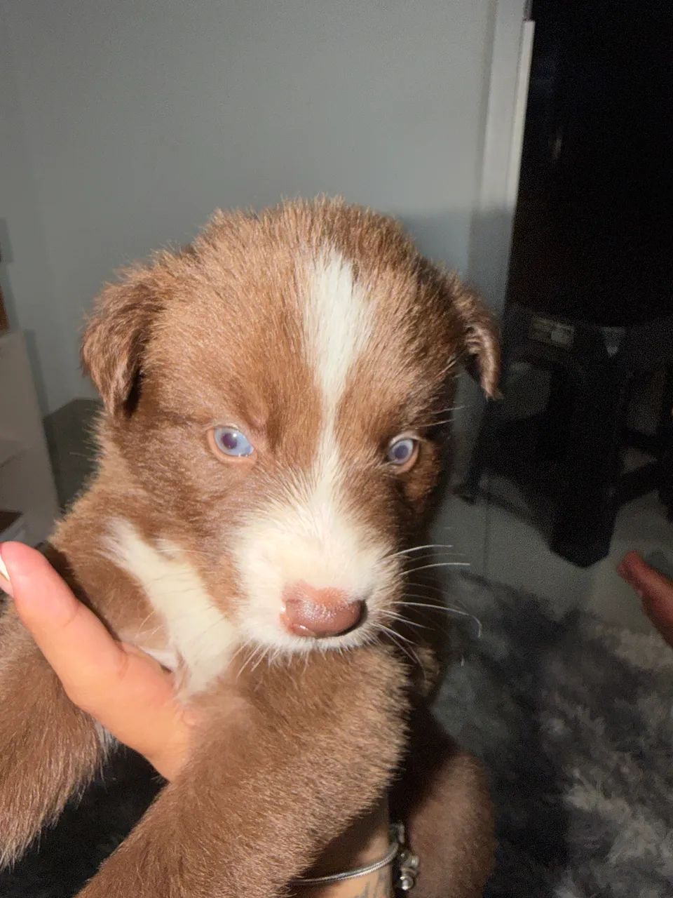 filhote de border collie - Foto 2