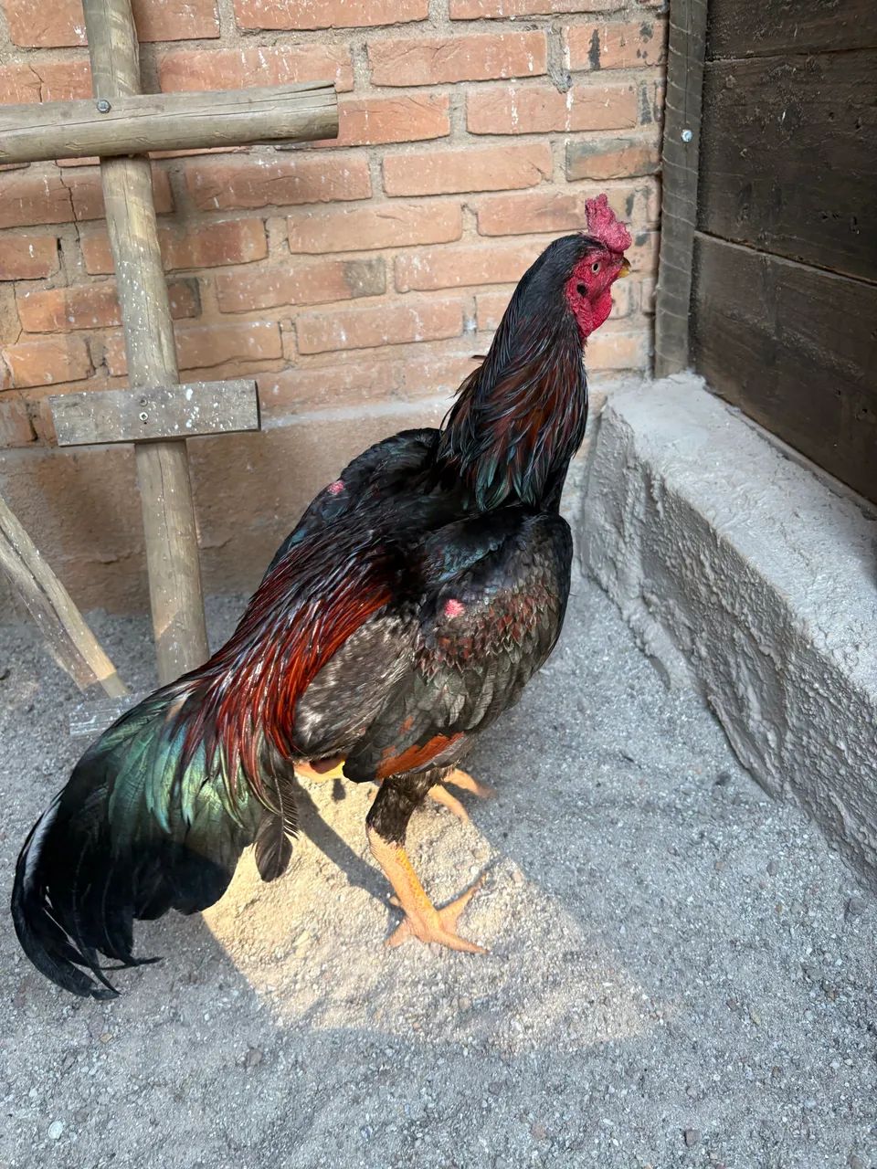 Galo índio 