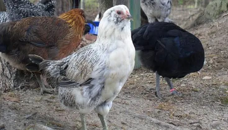 Ameraucana  - Foto 3
