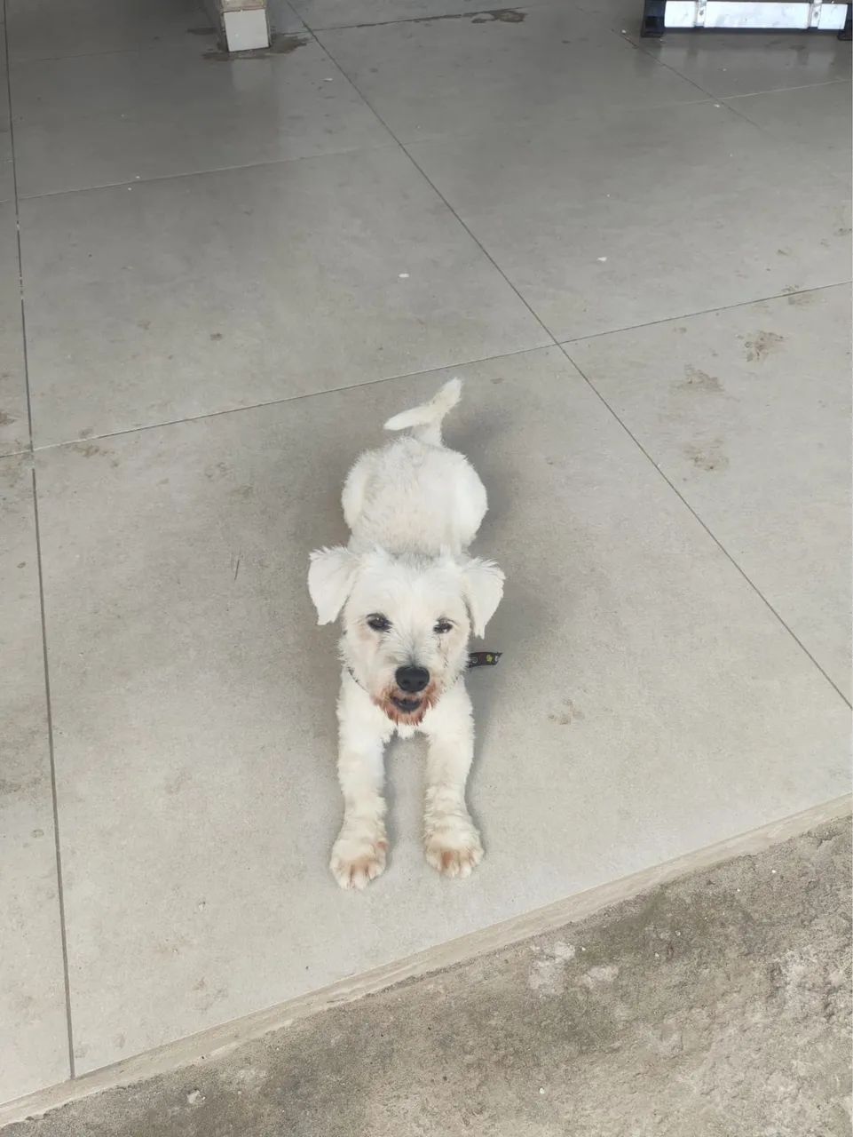 Doa-se cachorrinho raça Malltes  - Foto 2
