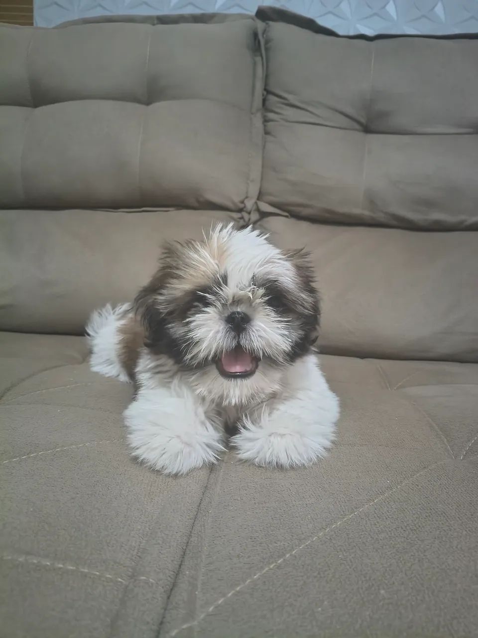 Filhote Shih Tzu macho  - Foto 2