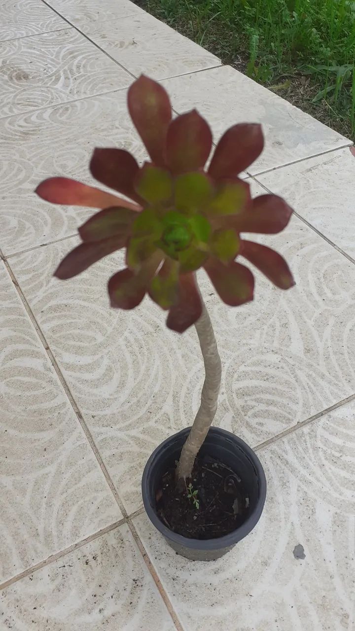 Suculentas  - Foto 5
