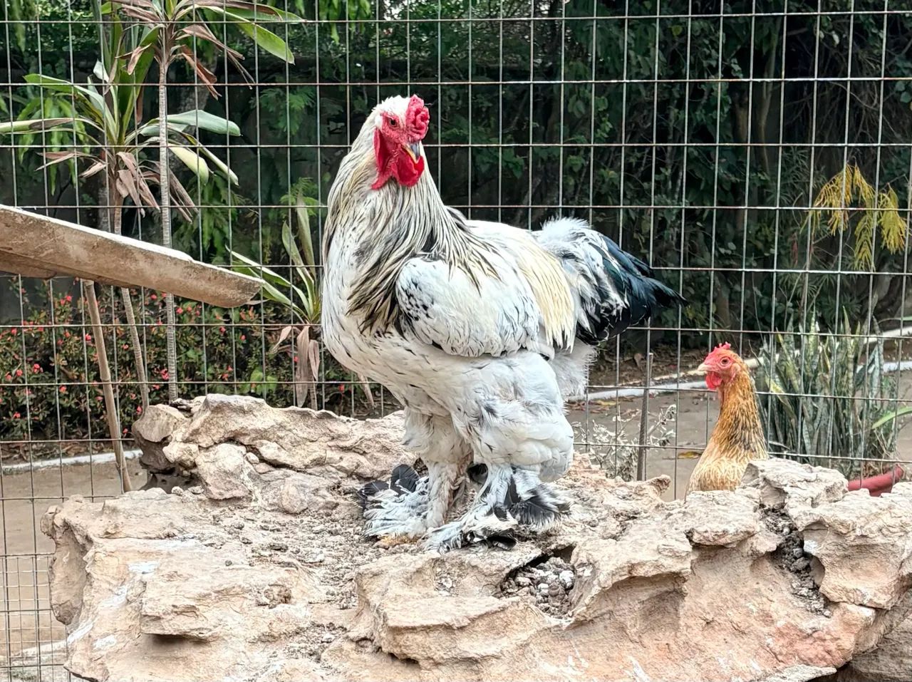 Galos jovens de Brahma e Garnize  - Foto 6