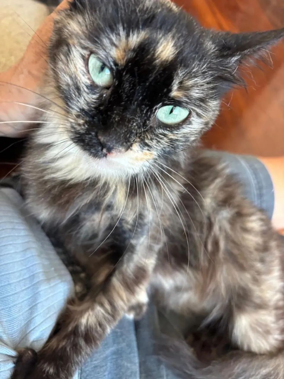 Gatinhas castradas para adoção  - Foto 3