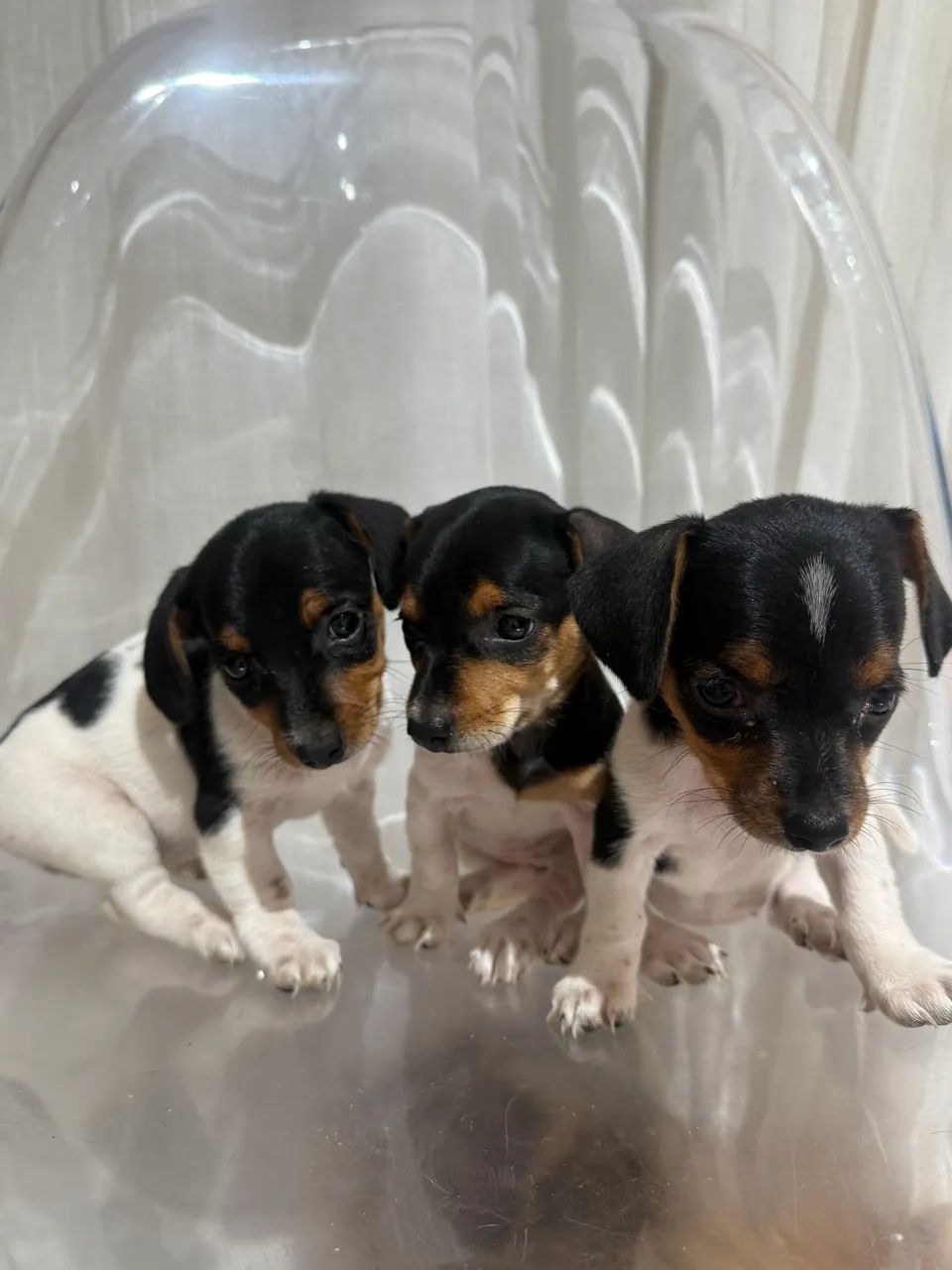 Salsichinha Piebald