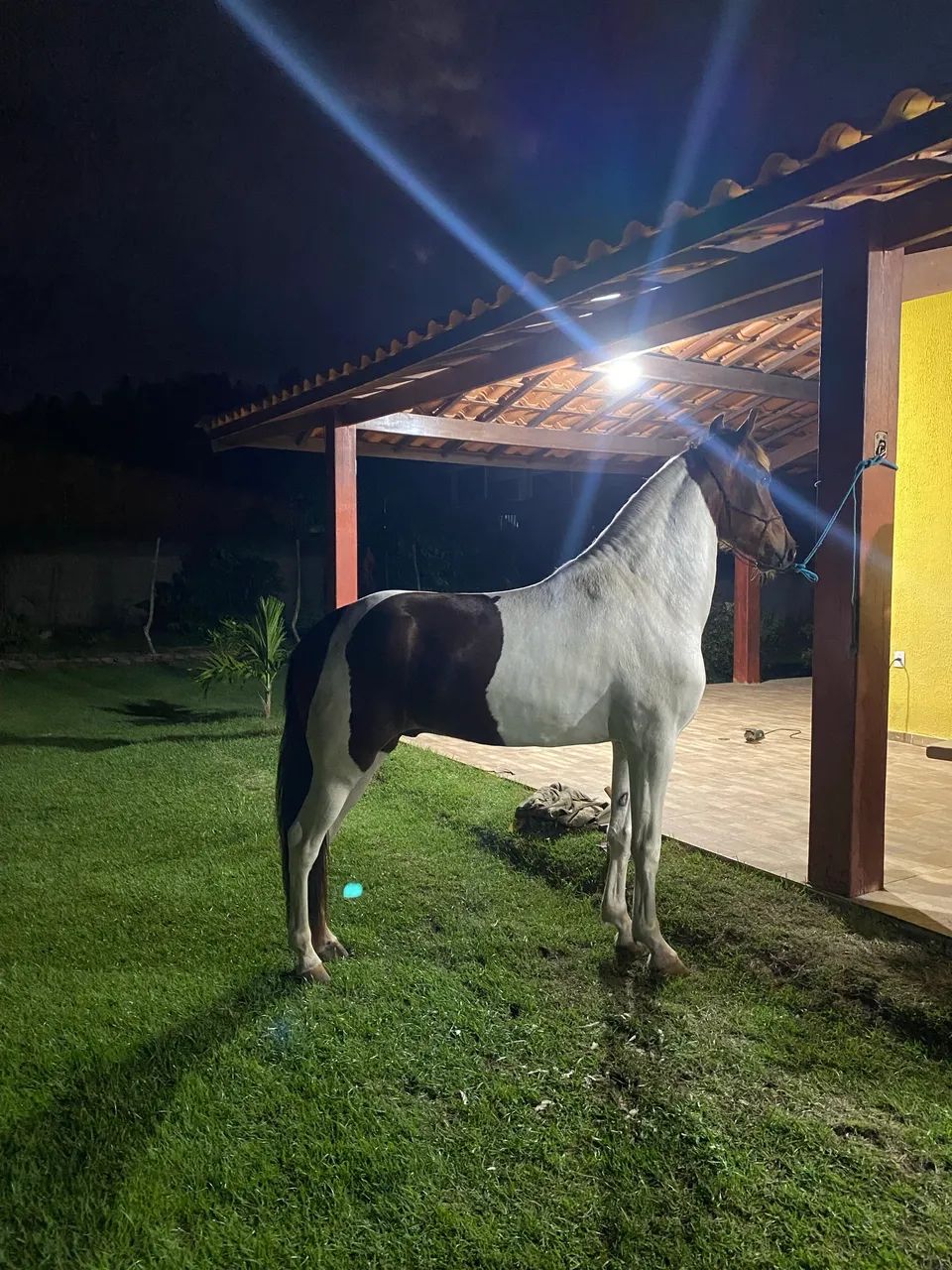Vendo Mangalarga Marchador  - Foto 4