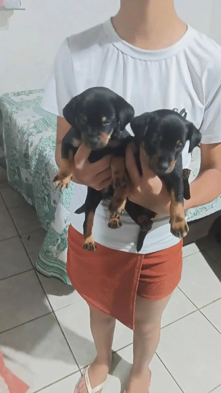 Vendo 2 pischer machus número 1 