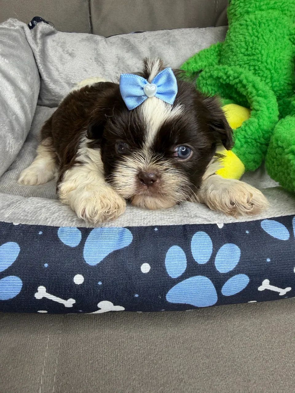 Shihtzu macho  - Foto 2