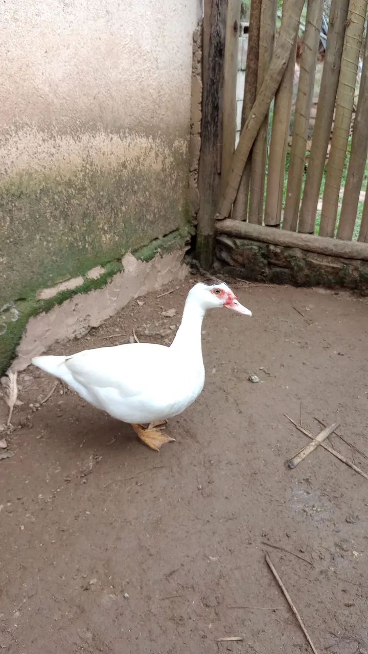 Pato e patas  - Foto 2