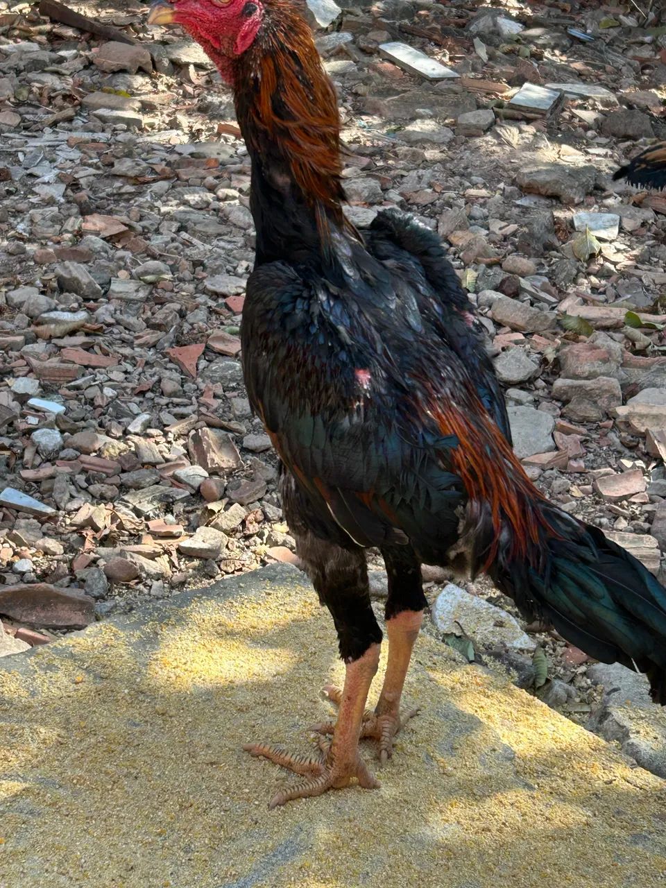Frango Carioca  - Foto 3