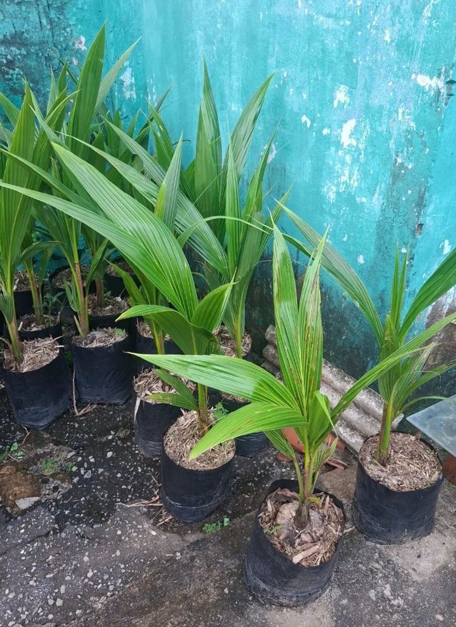 Muda de coco anão precoce - Foto 2