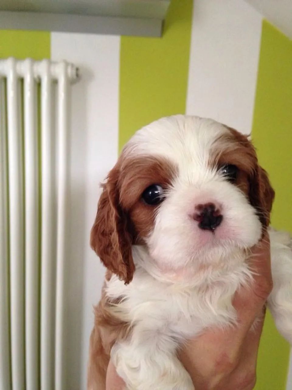 Cavalier King Charles Spaniel - Foto 2