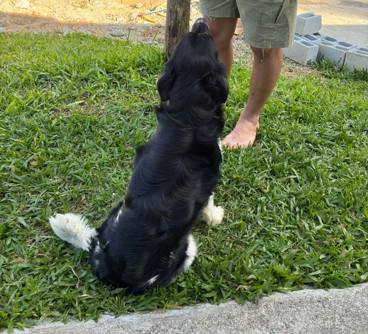 Doação de cachorro castrado - Foto 4