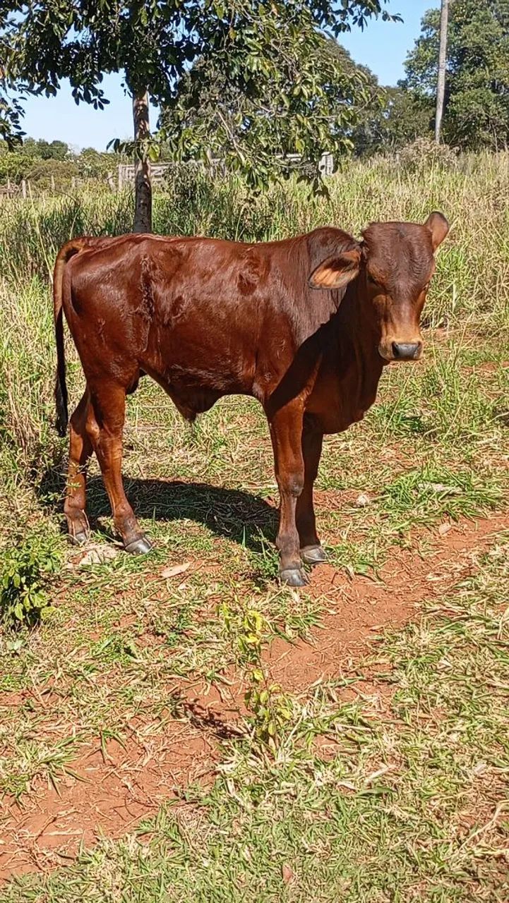 Bezerro sindi - Foto 5