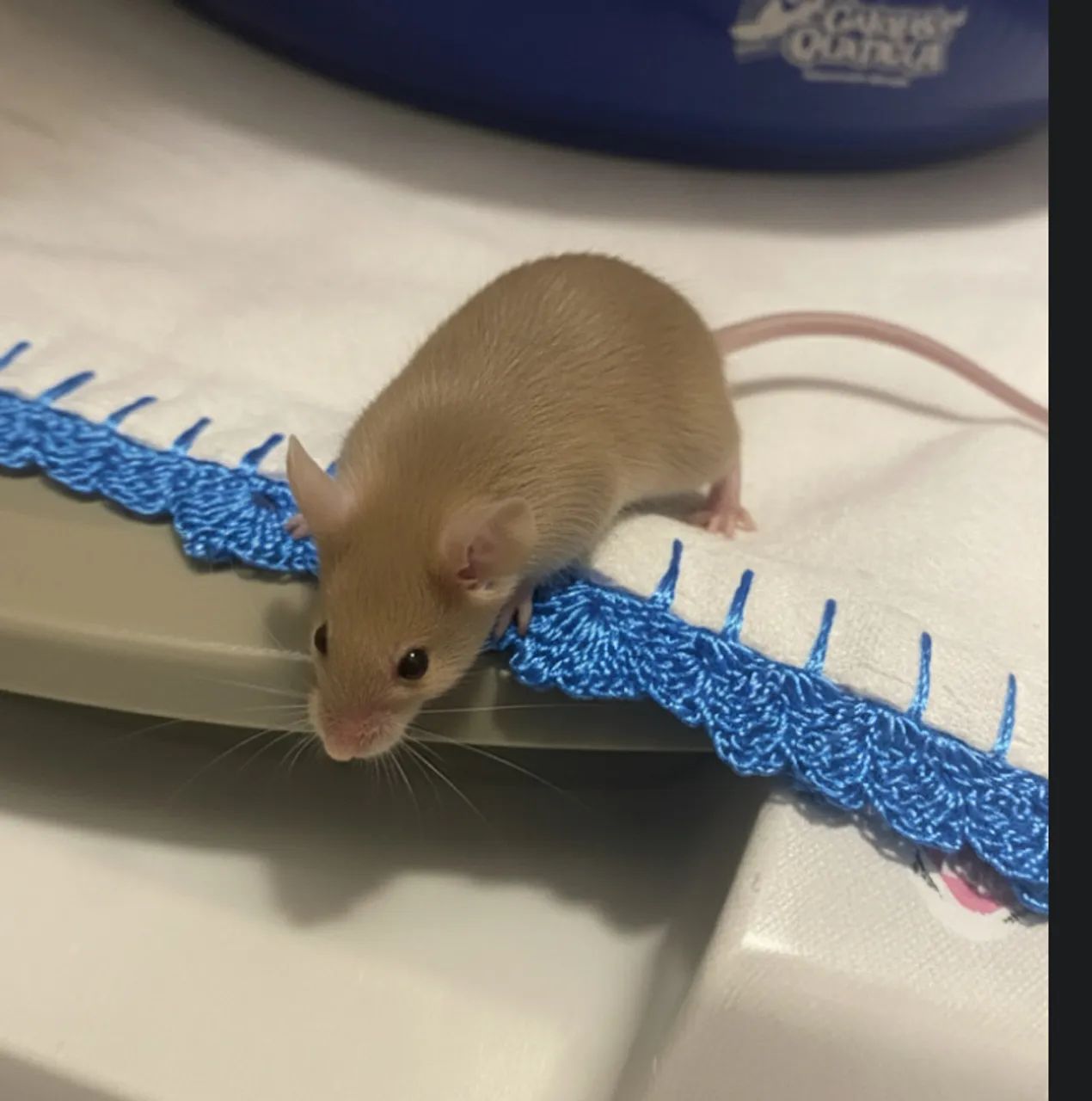 Casa de hamster completa junto a dois camundongos - Foto 6