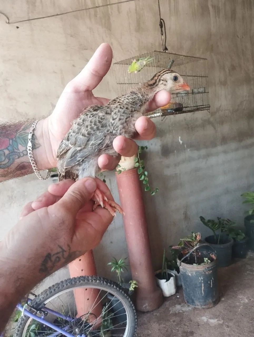 Vende se filhotes de galinha de Angola  - Foto 2