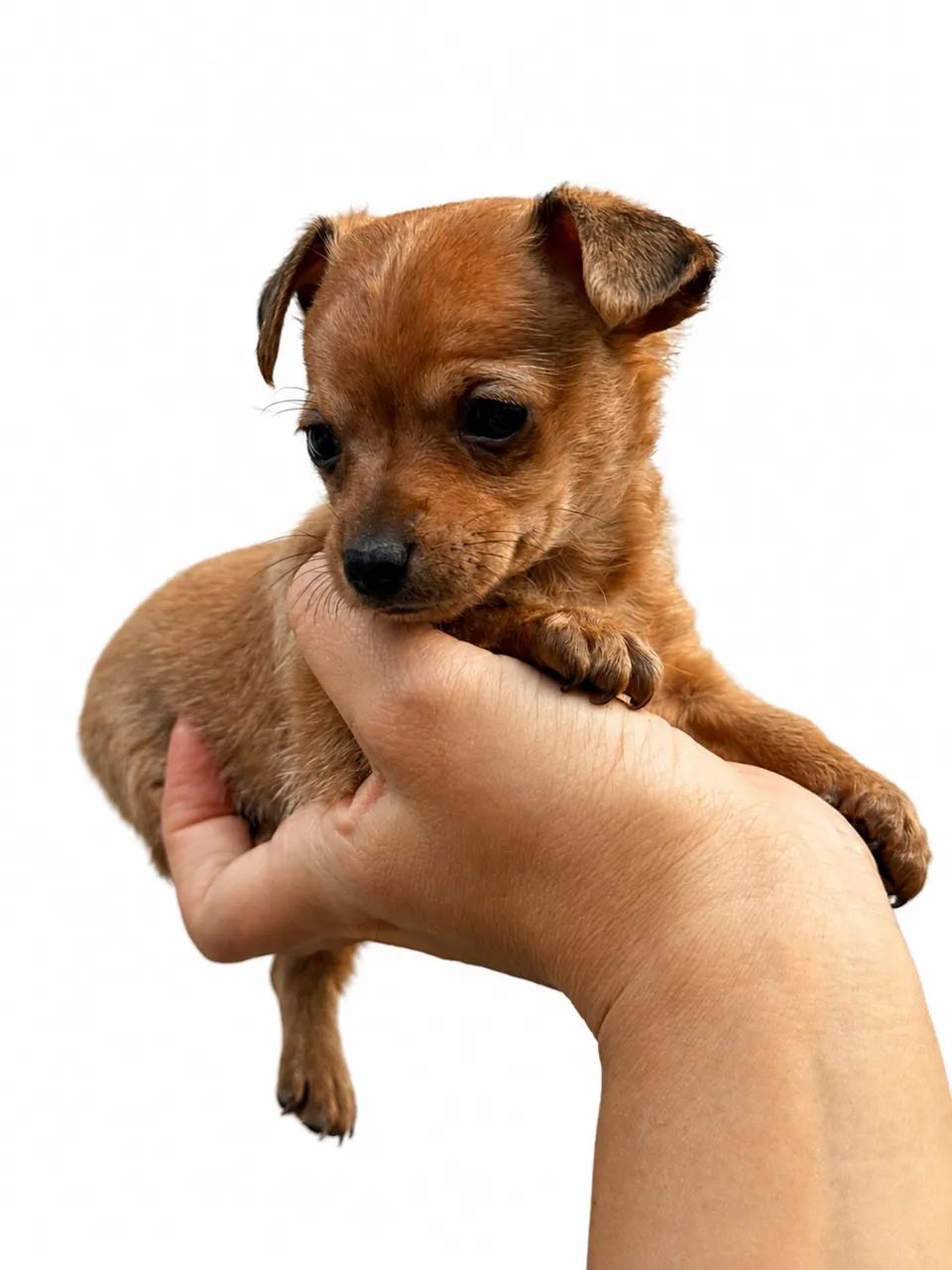 Pinscher macho zero   - Foto 2