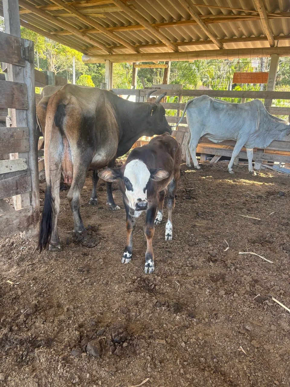 Vaca Jersey com terneiro