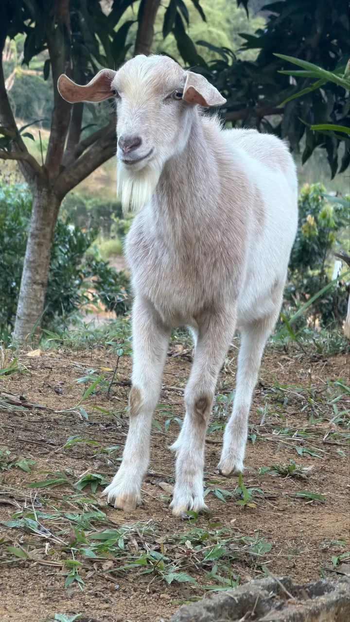 Cabrito macho 4 meses - Foto 5