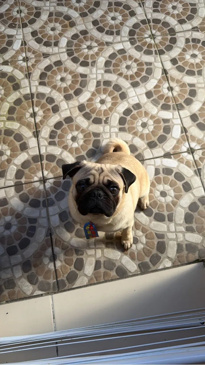 Pug