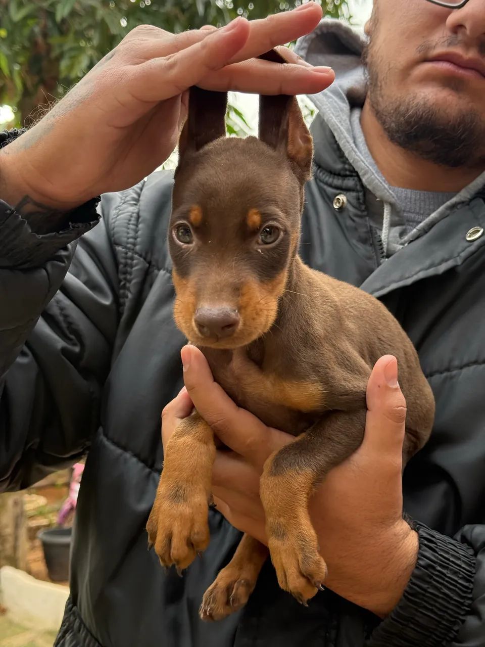 Filhote de Doberman - Foto 3
