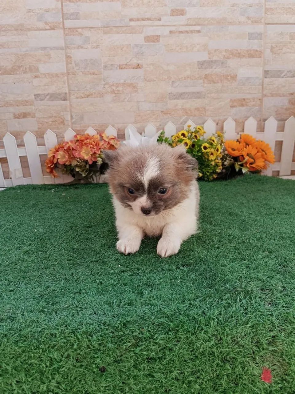 Chihuahua 