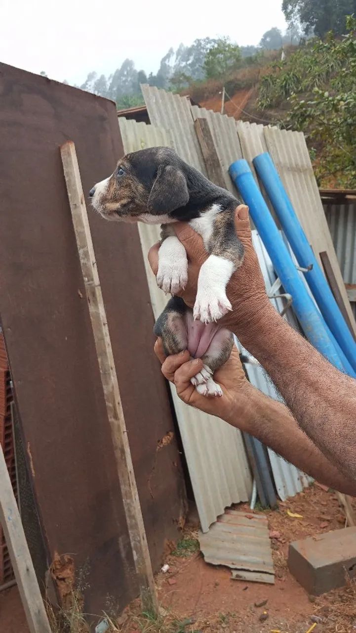 Cachorro - Foto 5