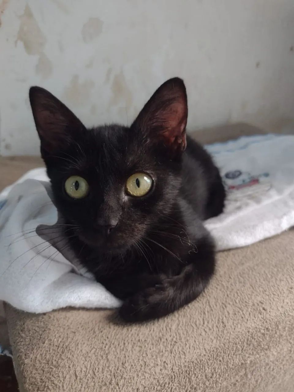 Gatinho macho para adoção responsável  - Foto 3