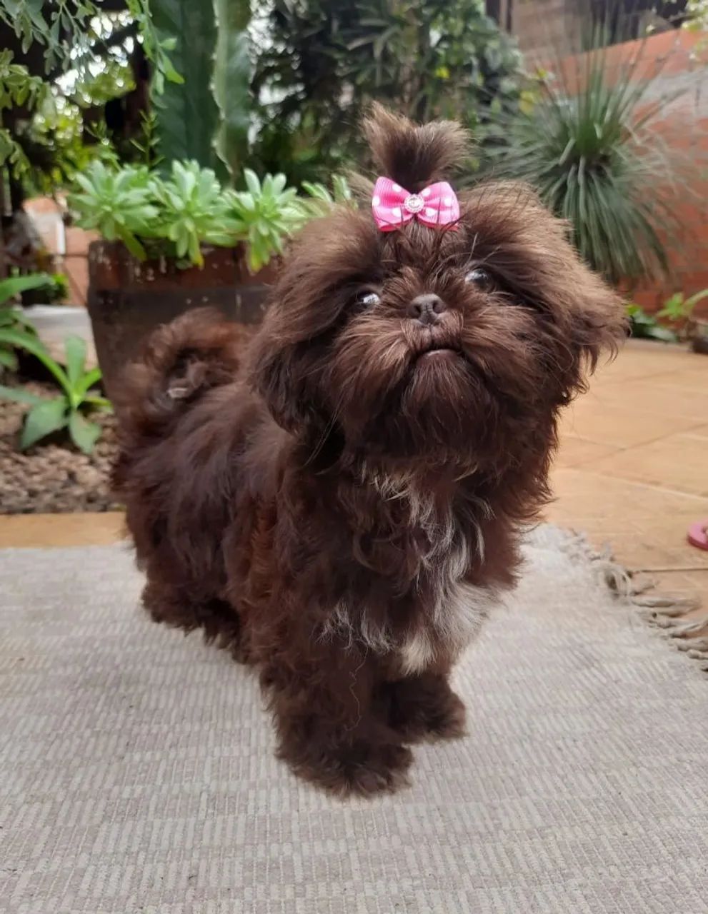 Shih tzu - Foto 5