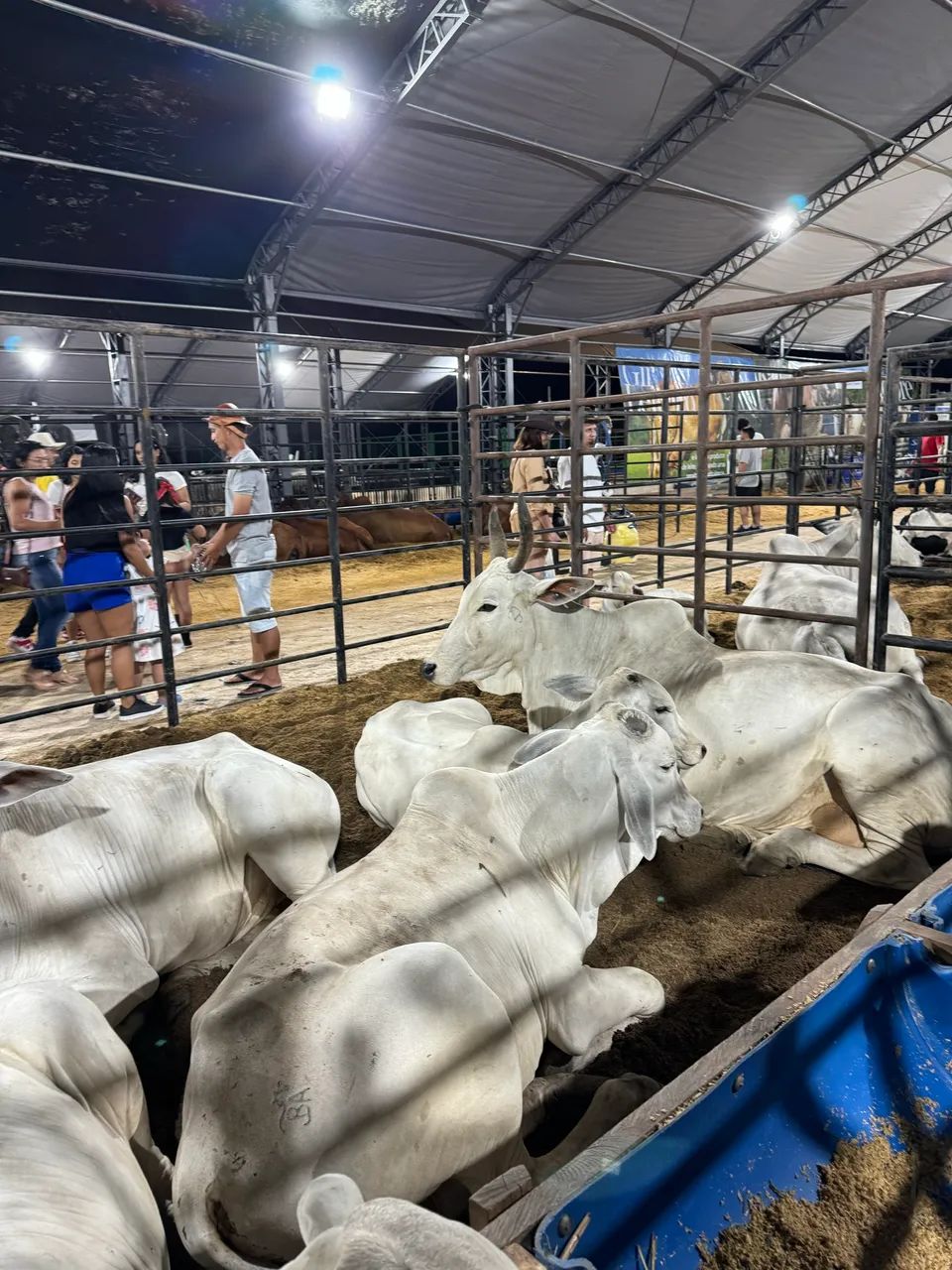 Venda de gado  - Foto 4