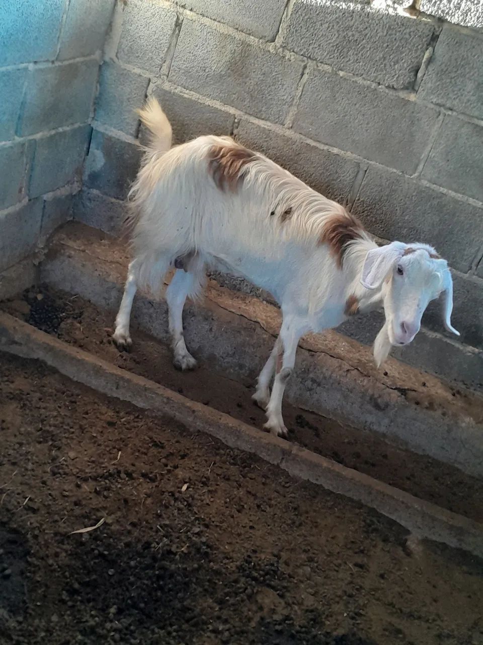 Cabrita  - Foto 3