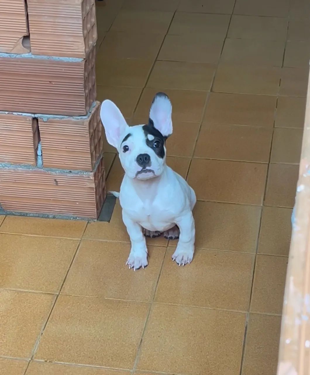 American bully 
