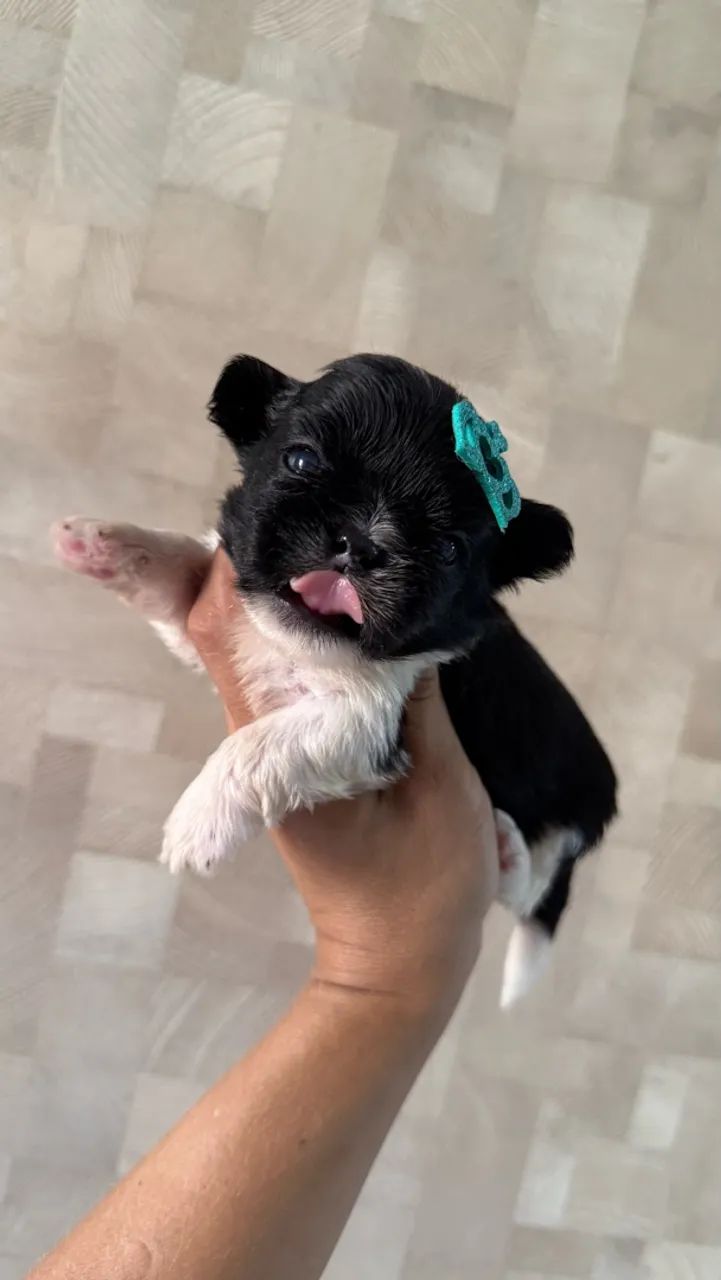 Shihtzu macho 