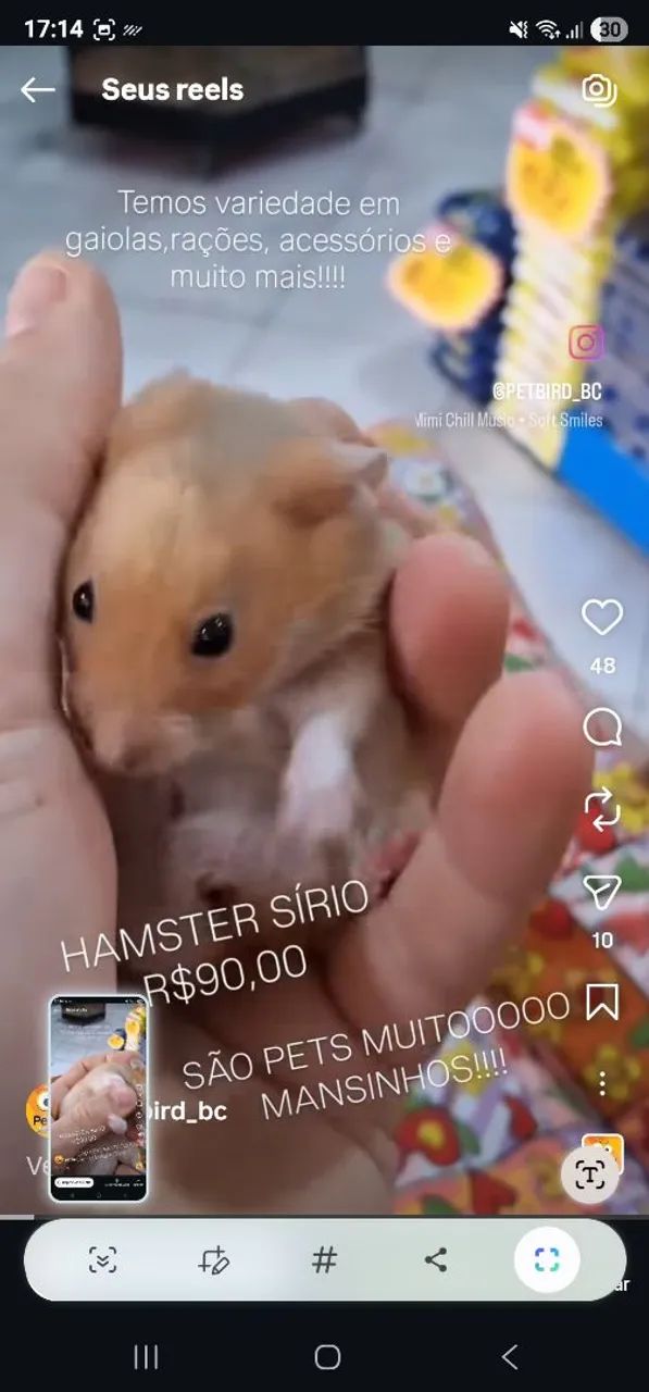 Hamster gerbil twister  PET BIRD AGROPET BALNEARIO CAMBORIÚ - Foto 3