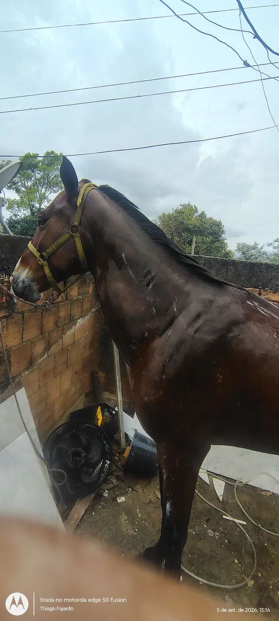 Vendo ou troco - Foto 2