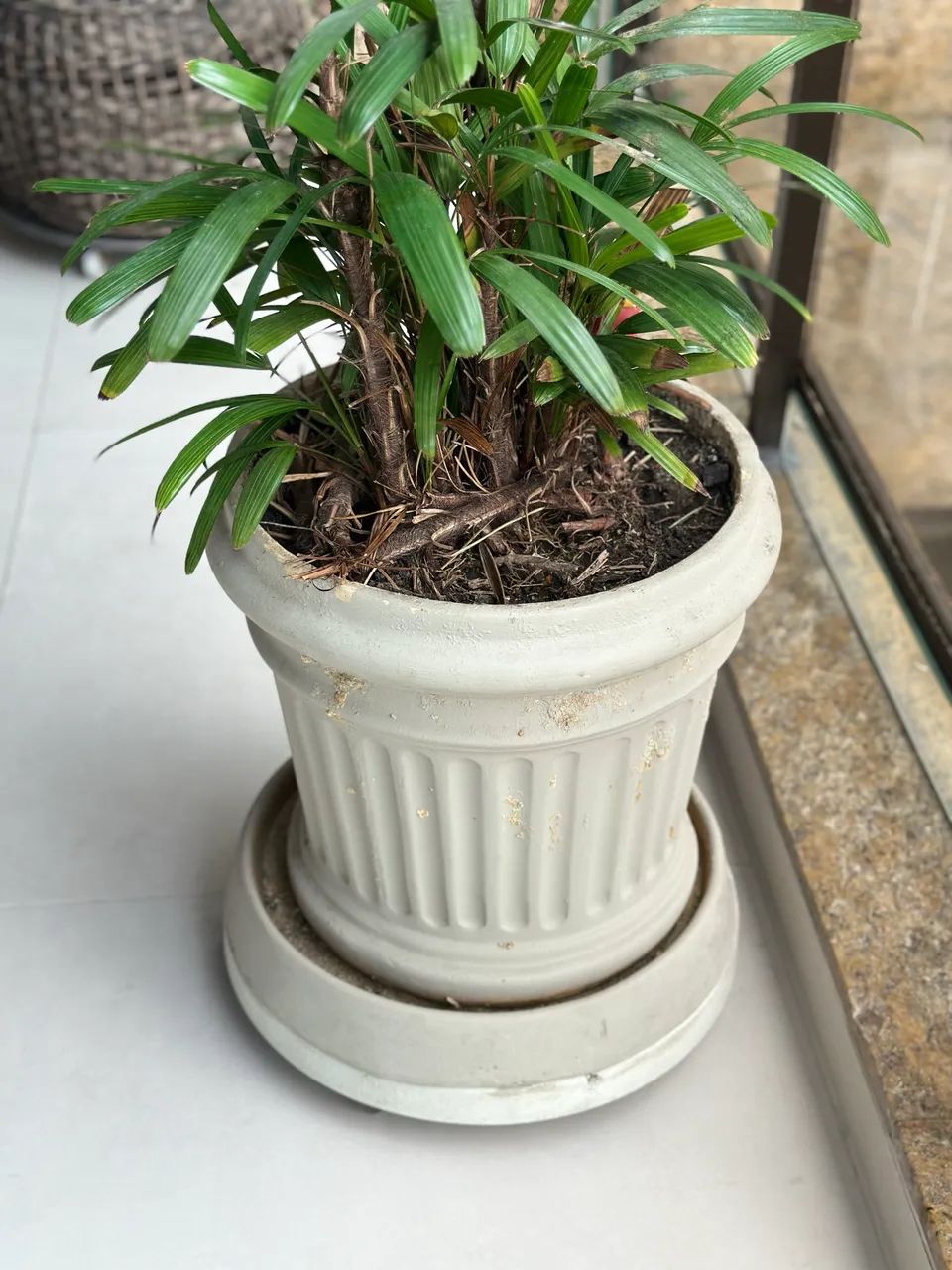 Vaso com prato e planta Rafia - Foto 3