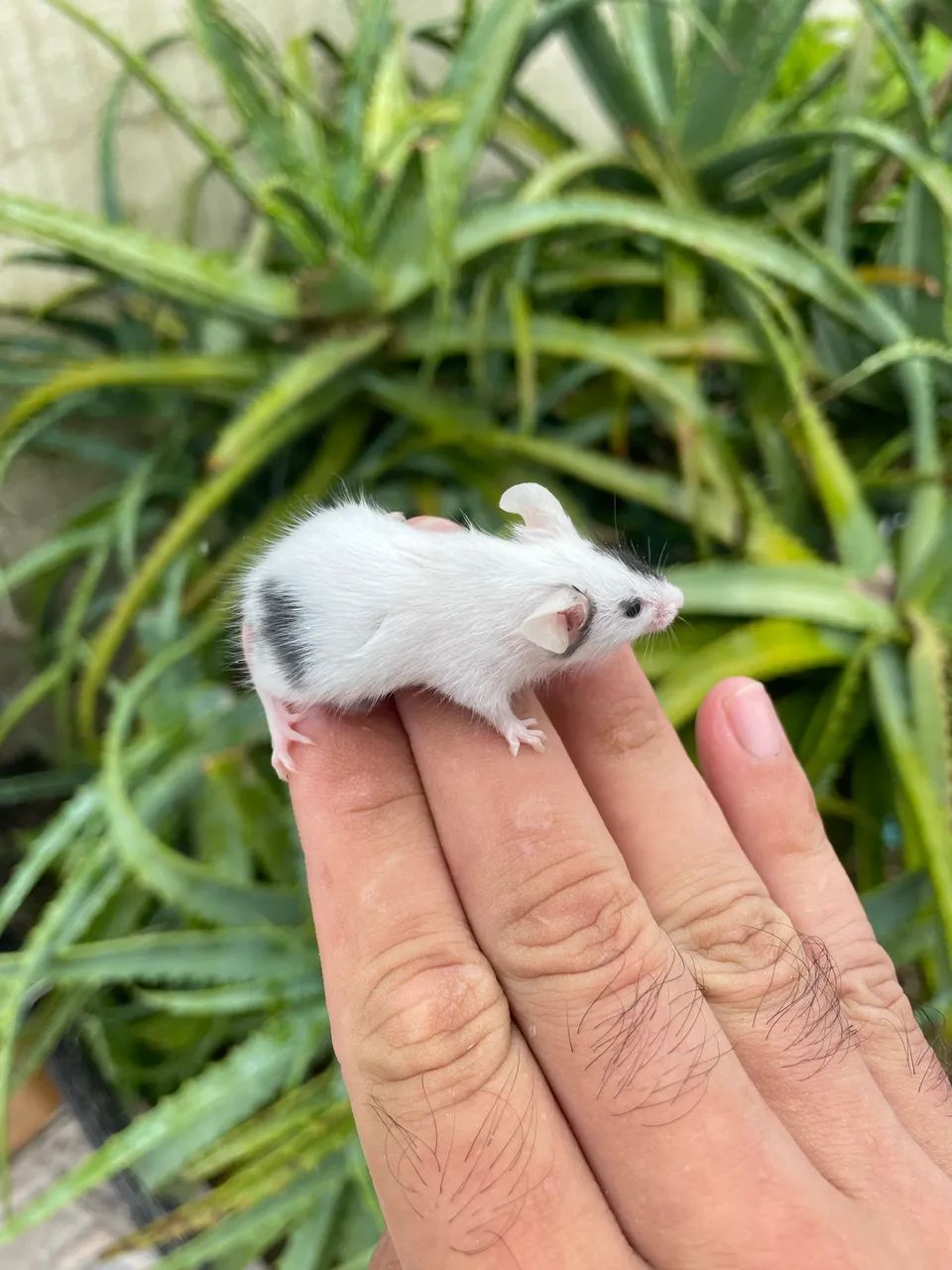 Rats / Mice65675276819074124
