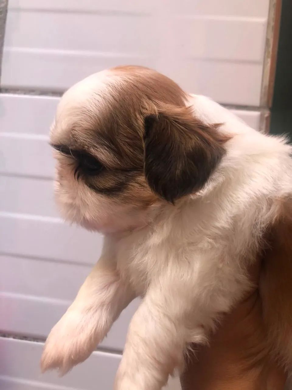 Shitzu 