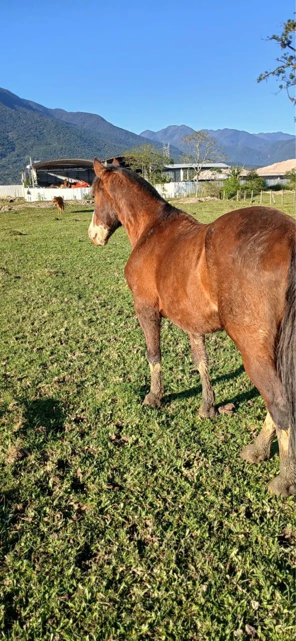 Vendo cavalo - Foto 3