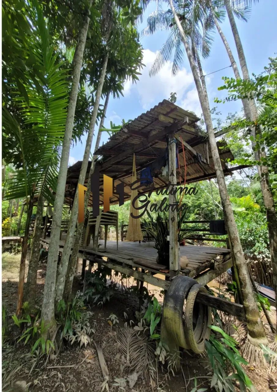 Vendo Excelente Açaizal na Ilha do Combú - Foto 2