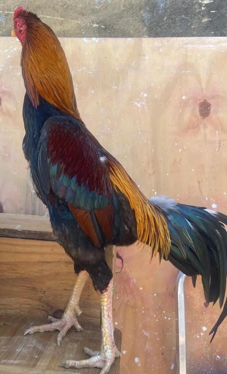 Galo índio pura Raça. Ótimo Reprodutor 