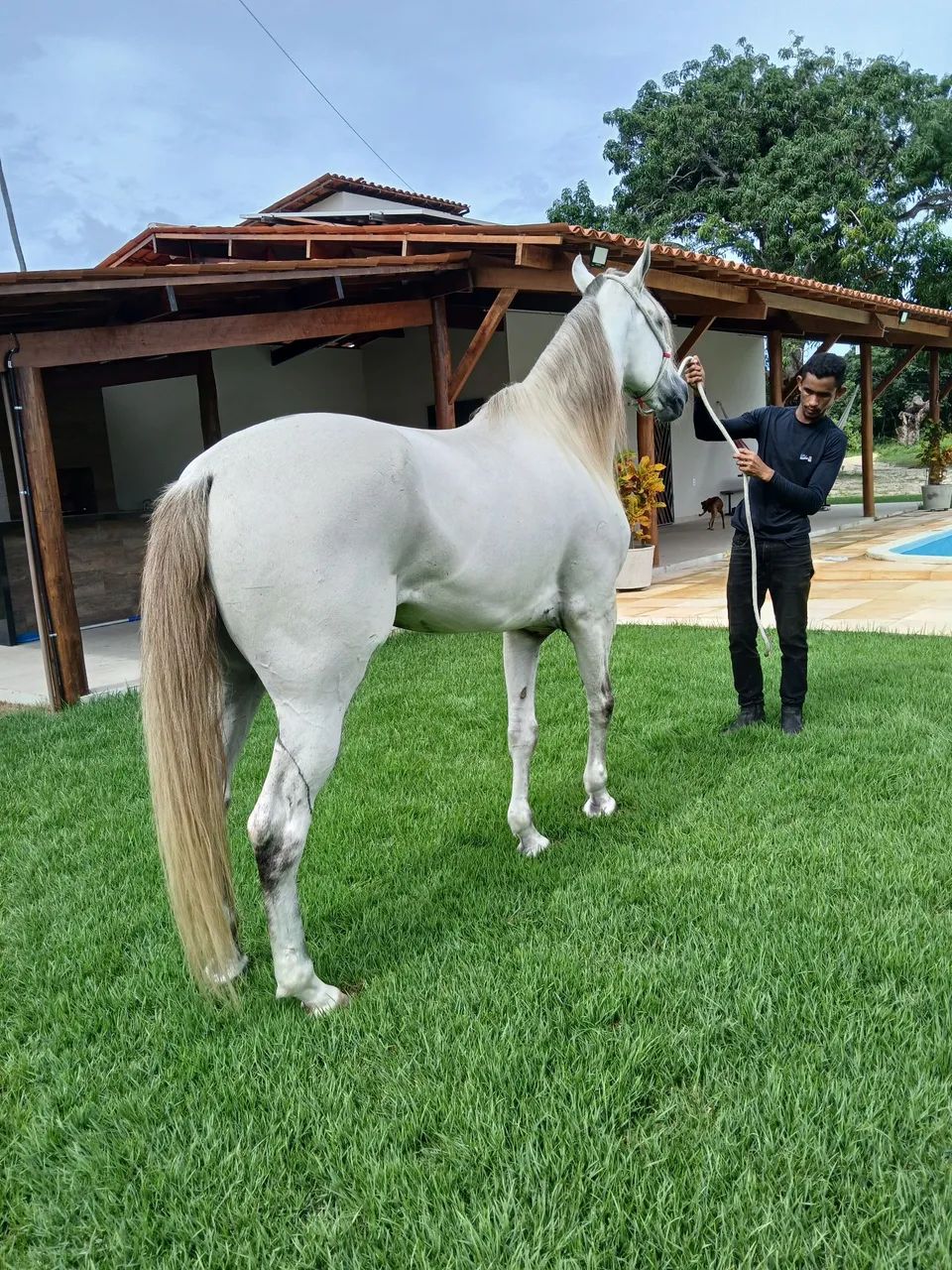 Cavalo Mangalarga Marchador - Foto 4