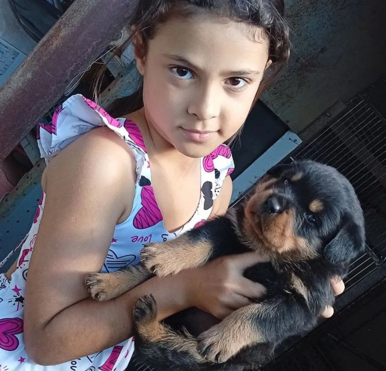 Lindos filhotes rottweiler  - Foto 5